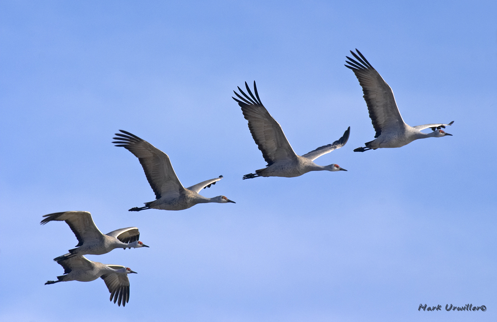 image of 5 sandhill cranes flying in a line